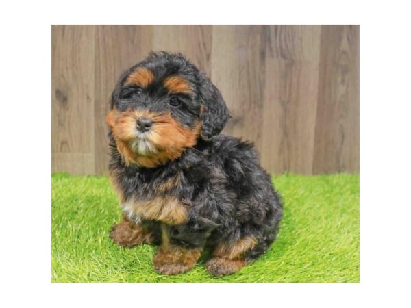 [#29373] Tri-Colored Male Mini Bernedoodle Puppies for Sale