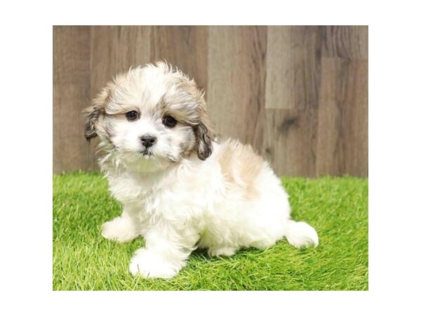 [#29372] Gold / White Female Teddy Bear Puppies for Sale