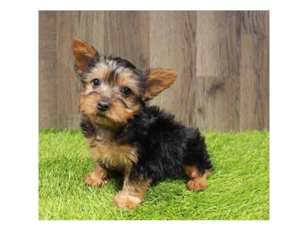[#29375] Black / Tan Female Silky Terrier Puppies for Sale