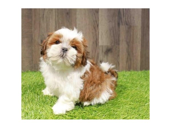 [#29374] Brown / White Male Shih Tzu Puppies for Sale