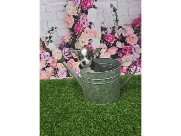 [#29358] Blue Female Chihuahua Puppies for Sale