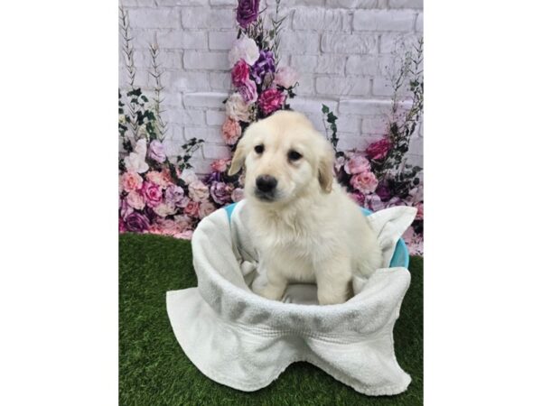 [#29347] Cream Female Golden Retriever Puppies for Sale