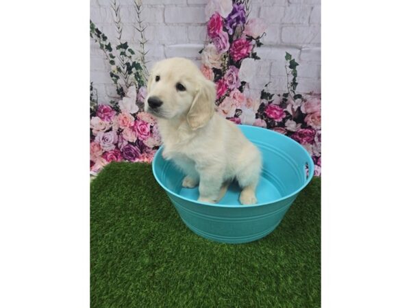 [#29348] Cream Male Golden Retriever Puppies for Sale