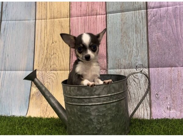 [#29358] Blue Female Chihuahua Puppies for Sale
