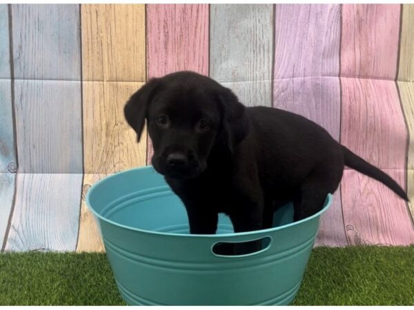 [#29349] Black Male Labrador Retriever Puppies for Sale