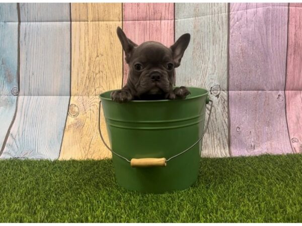 [#29368] Blue Female French Bulldog Puppies for Sale