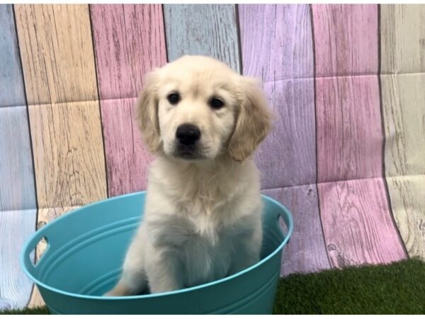 [#29346] Cream Male Golden Retriever Puppies for Sale
