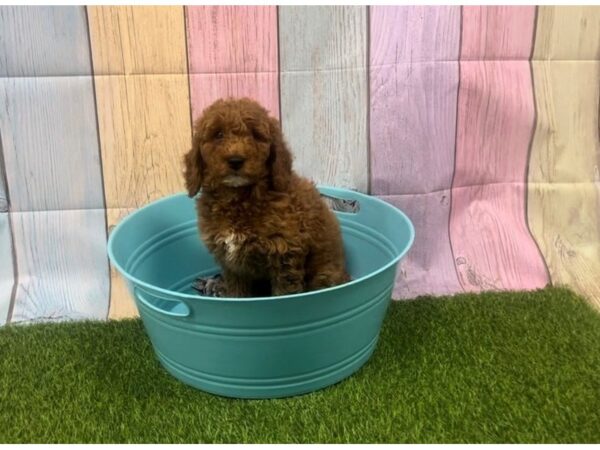 [#29355] Red Female Goldendoodle Mini Puppies for Sale