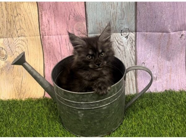 [#29371] Black Smoke Female Maine Coon Kittens for Sale