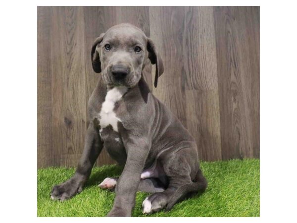 [#2043] Blue Male Great Dane Puppies for Sale