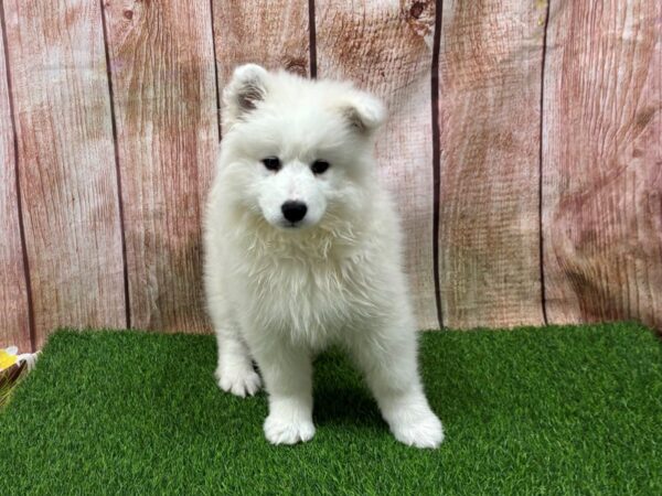 [#29297] White Female Samoyed Puppies for Sale