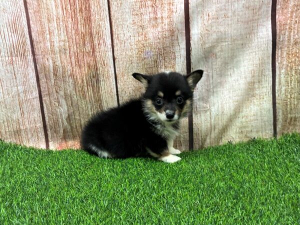 [#29317] Black White / Tan Female Pembroke Welsh Corgi Puppies for Sale