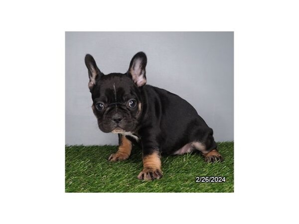 [#29325] Black / Tan Female French Bulldog Puppies for Sale