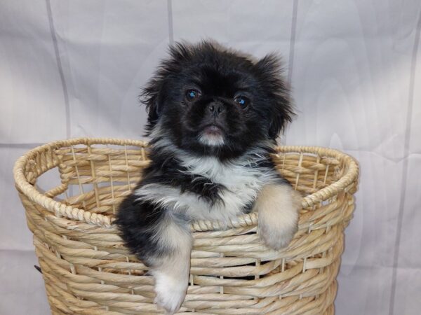 [#2056] Black and Tan Female Pekingese Puppies for Sale