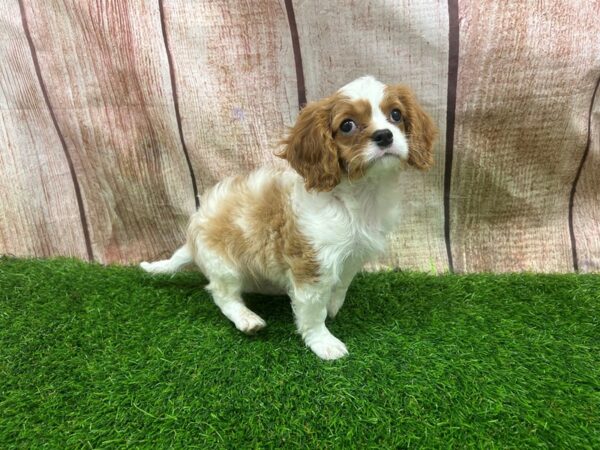 [#29316] Blenheim Male Cavapoo Puppies for Sale
