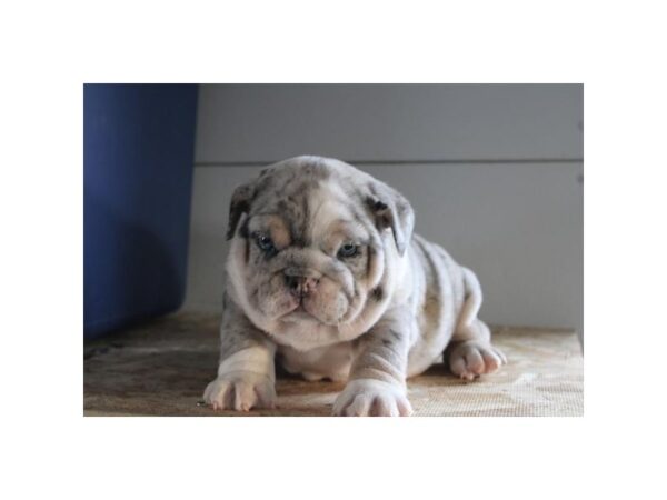 [#29386] Lilac Merle Male English Bulldog Puppies for Sale