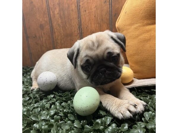 [#29378] Fawn Male Pug Puppies for Sale