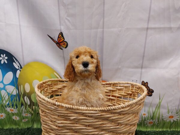 [#2089] Golden Female Goldendoodle Puppies for Sale