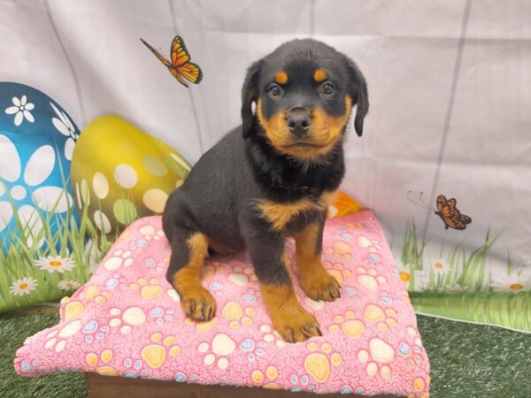 [#2091] Black / Tan Female Rottweiler Puppies for Sale