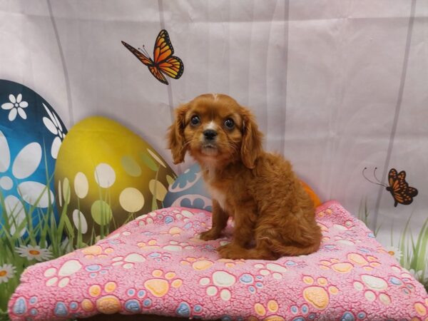 [#2098] Ruby Female Cavalier King Charles Spaniel Puppies for Sale