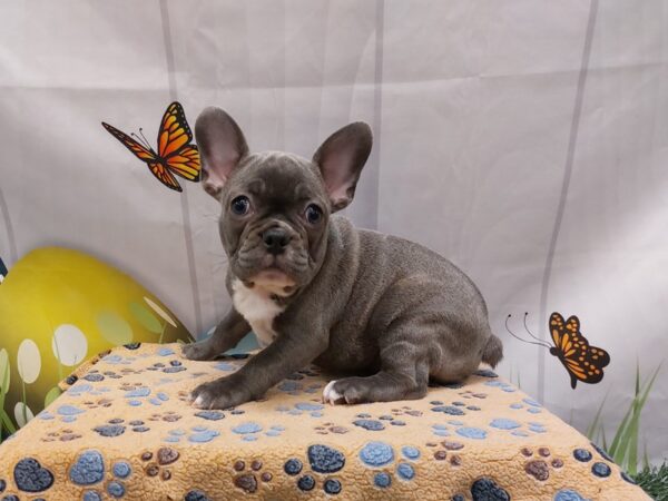 [#2106] Blue Female French Bulldog Puppies for Sale