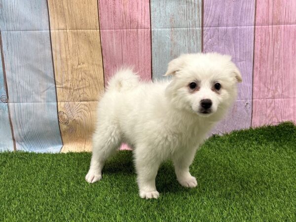 [#29388] White Female American Eskimo Dog Puppies for Sale