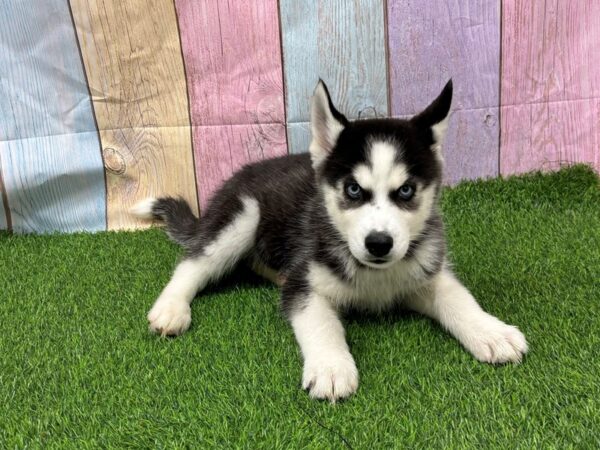 [#29379] Black / White Male Siberian Husky Puppies for Sale