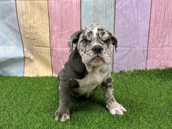 [#29352] Lilac Merle Male Victorian Bulldog Puppies for Sale