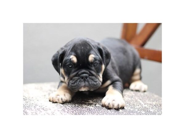 [#29398] Black / Tan Male English Bulldog Puppies for Sale