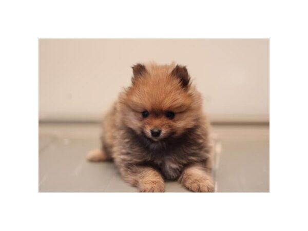 [#29399] Wolf Sable Male Pomeranian Puppies for Sale