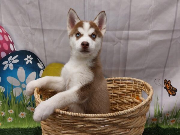 [#2114] Red / White Female Siberian Husky Puppies for Sale