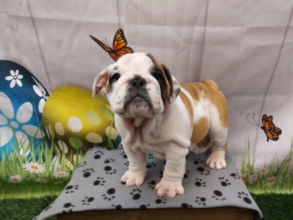 [#2116] Sable / White Male English Bulldog Puppies for Sale