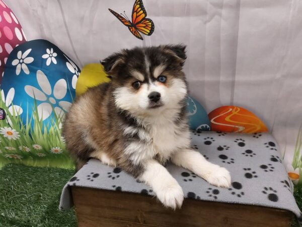 [#2113] Black / White Male Pomsky Puppies for Sale