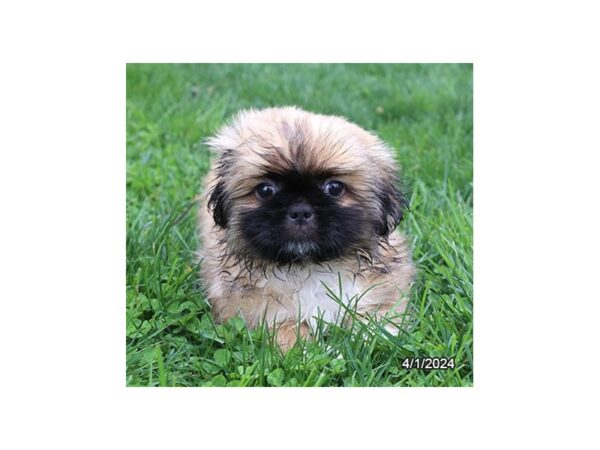 [#29408] Sable Male Pekingese Puppies for Sale