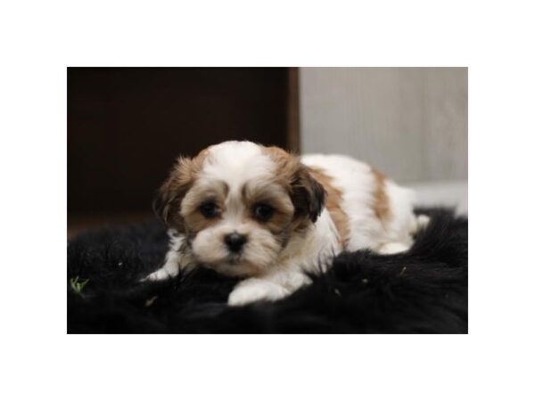 [#29417] White / Sable Female Teddy Bear Puppies for Sale
