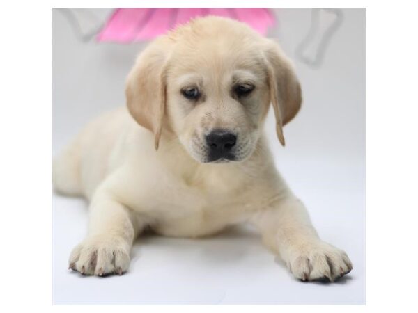 [#29412] Yellow Male Labrador Retriever Puppies for Sale