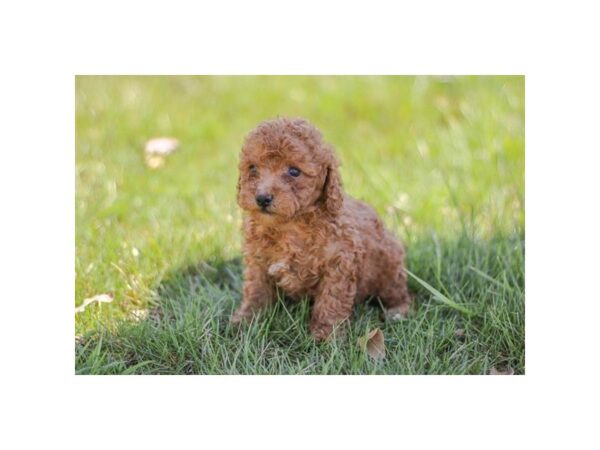 [#29415] Red Female Poodle Mini Puppies for Sale