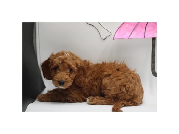 [#29418] Red Male Goldendoodle Mini Puppies for Sale