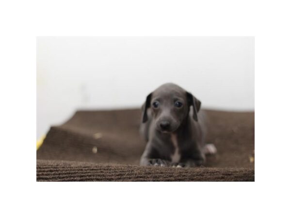 [#29411] Blue / White Female Italian Greyhound Puppies for Sale