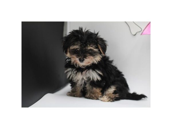 [#29419] Black / Tan Female Morkie Puppies for Sale