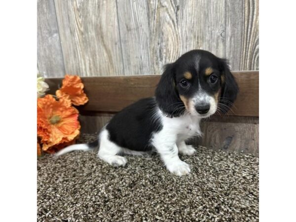 [#29410] Black / Tan Male Dachshund Puppies for Sale