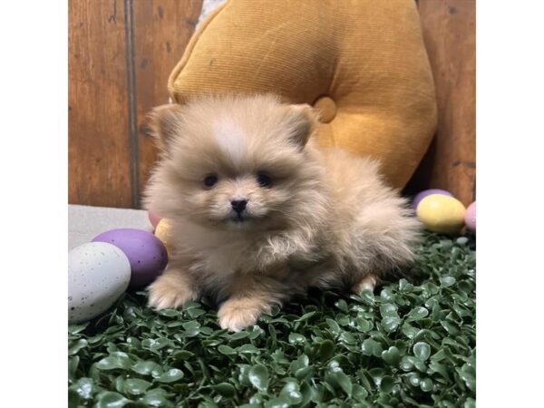 [#29413] Tan Male Pomeranian Puppies for Sale