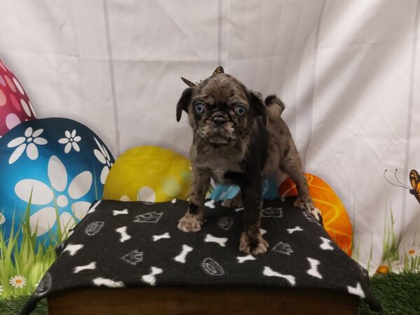 [#2130] Blue Merle Male Pug Puppies for Sale