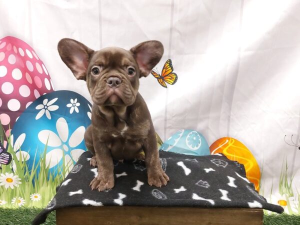 [#2127] Chocolate Male French Bulldog Puppies for Sale