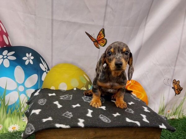 [#2132] Male Dachshund Puppies for Sale