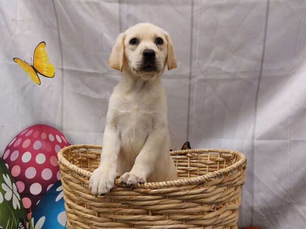 [#2125] Yellow Female Labrador Retriever Puppies for Sale
