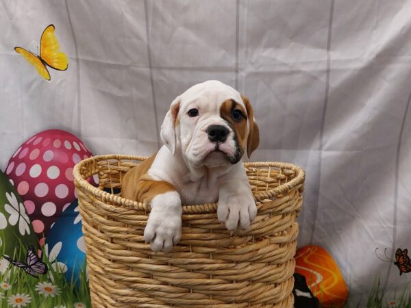 [#2126] Brown / White Male Victorian Bulldog Puppies for Sale