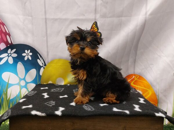 [#2134] Black / Brown Male Yorkshire Terrier Puppies for Sale
