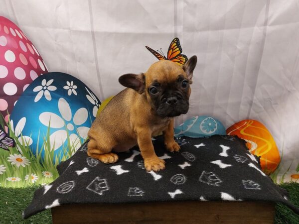 [#2136] Red Fawn Male French Bulldog Puppies for Sale