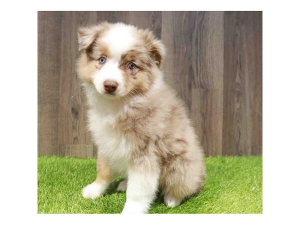 [#29430] Red Merle Male Miniature Australian Shepherd Puppies for Sale